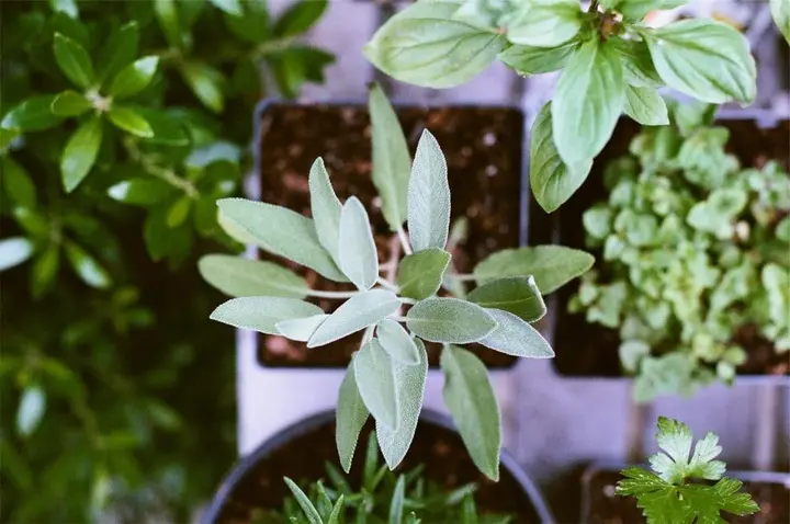 Potager surélevé familial