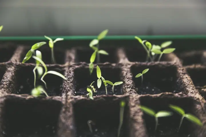 Potager surélevé familial