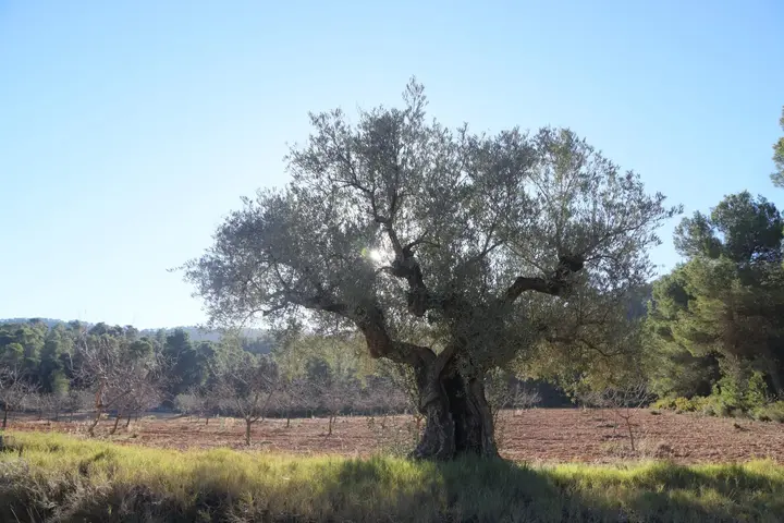 Taille douce d'une oliveraie